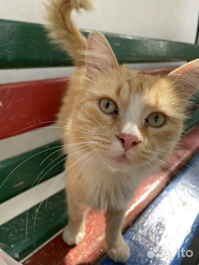 Рыжий кот в ответственные руки