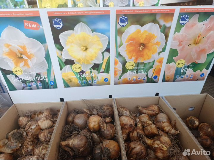 Луковицы нарциссов