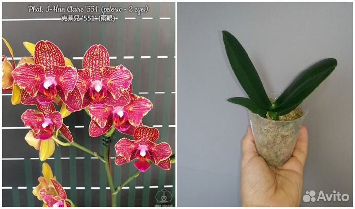 Фаленопсис бабочка подростки нецветущие и цветущие