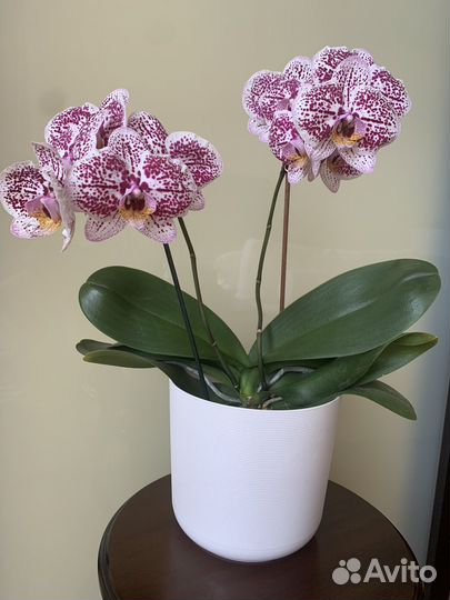 Орхидея фаленопсис / бабочка