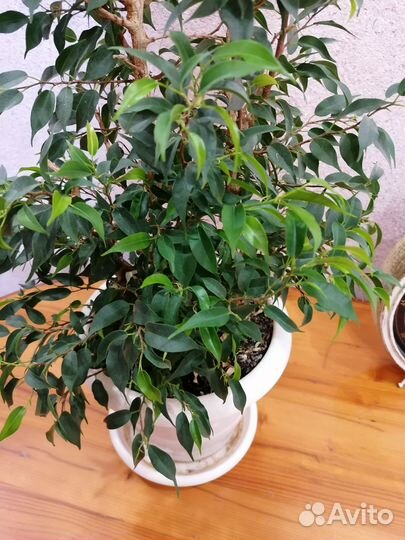 Бенжамин мини