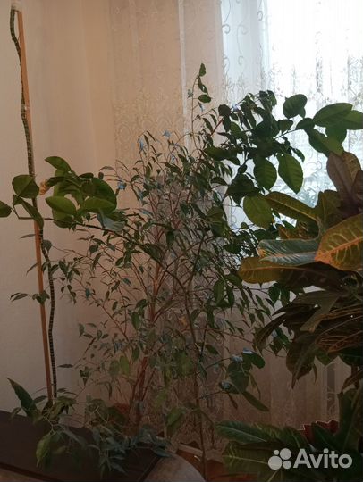 Цветы комнатные