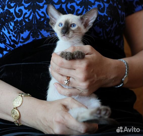 Сиамские клубные котята