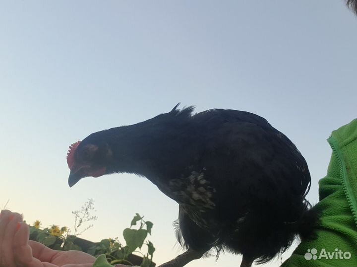 Молодые петушки. Крупной породы