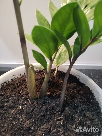 Замиокулькас