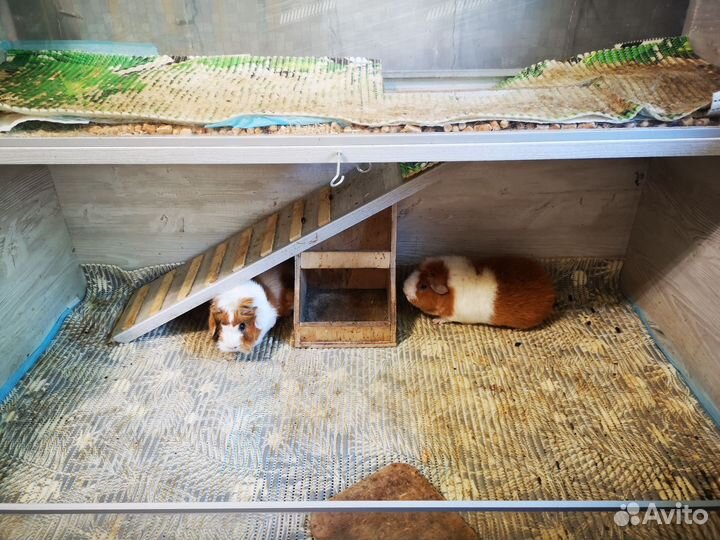 Морская свинка с клеткой бесплатно