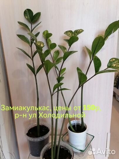Пеперомия, замиакулькас