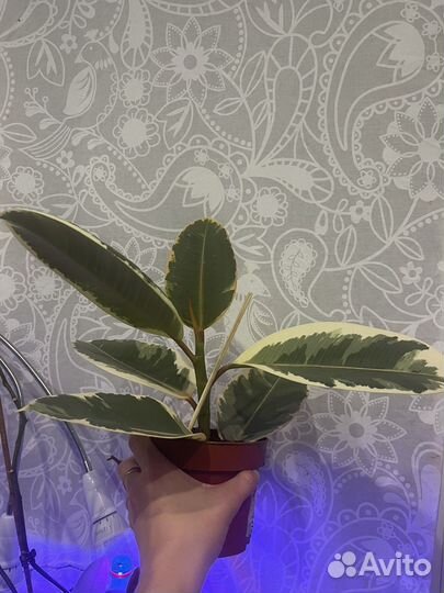 Фикус эластика тинеке