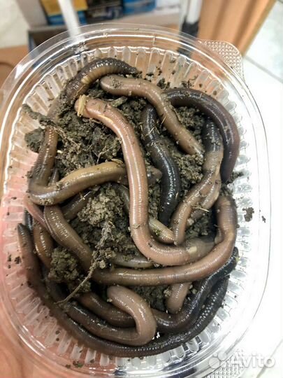 Наживки:Пиявки,Лягушата,Выползки,Саранча,Черви