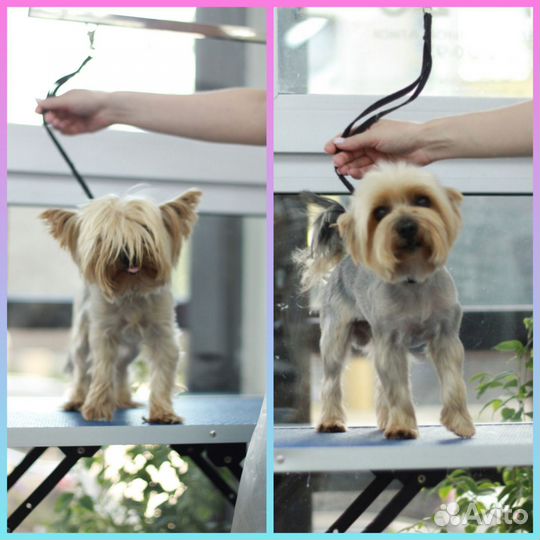 Груминг. Стрижка, экспресс линька, стриппинг