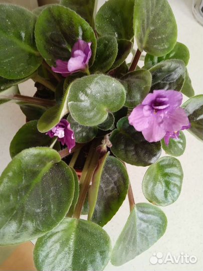 Фиалочки цветущие молодые