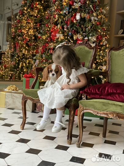 Красивый щенок на фотосессию