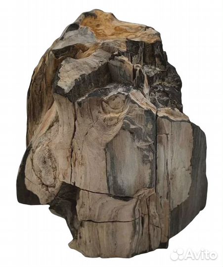 Окаменелое дерево
