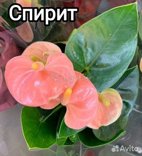 Антуриум Спирит