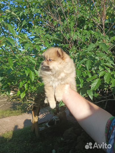 Малый немецкий шпиц щенки