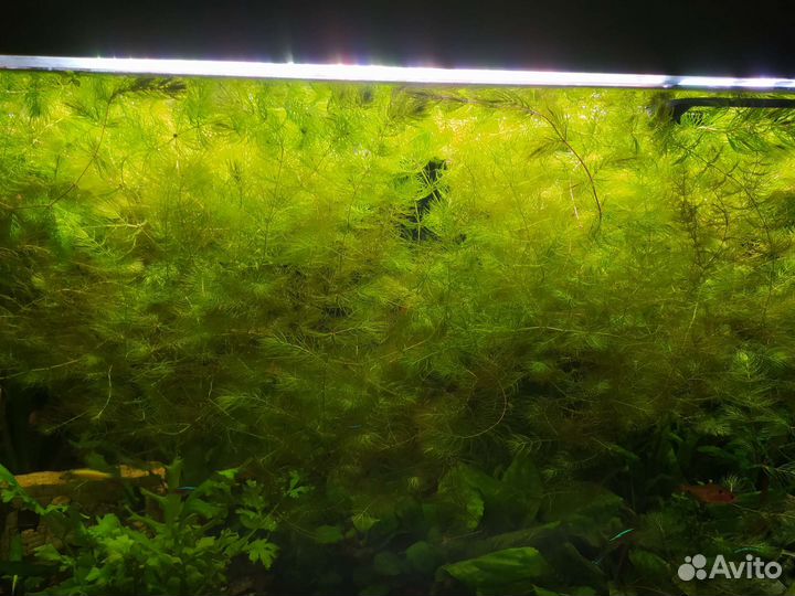 Аквариумное растение роголистник