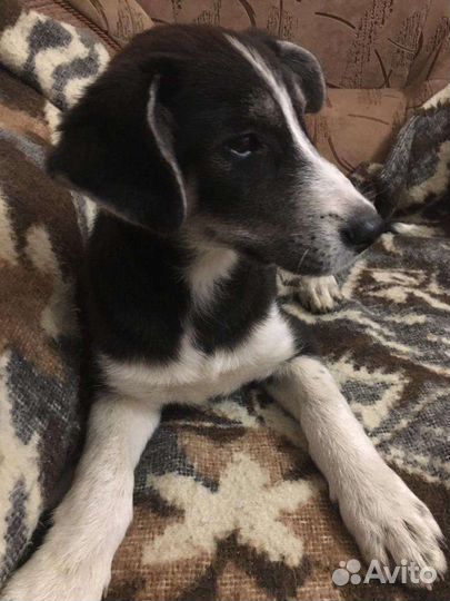 Метис хаски