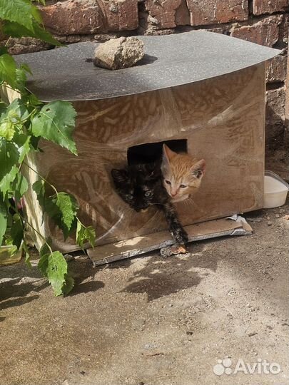 Отдам в добрые руки