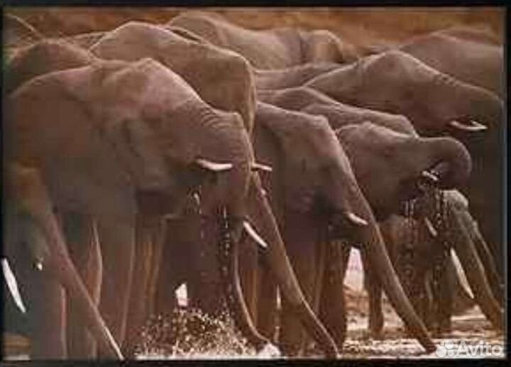 I K E A Новая Картина