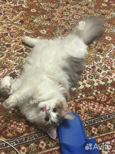 Кошка в дар бесплатно