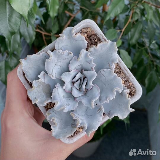 Эхеверии, суккуленты