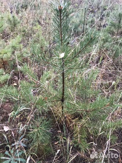 Саженцы сосны