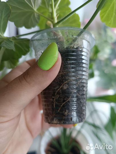 Пеларгония герань