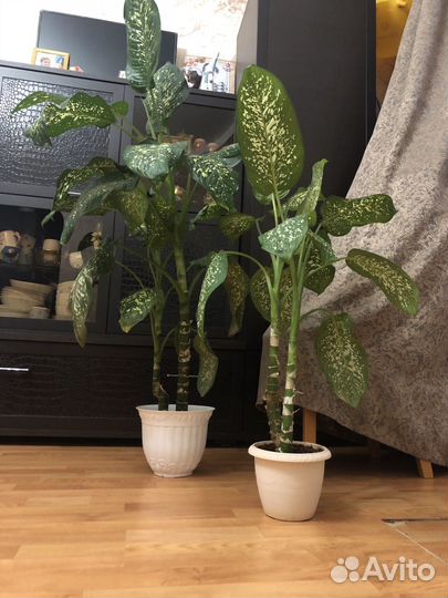 Диффенбахия