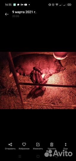 Свиньи вьетнамской вислобрюхой