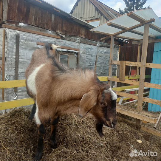 Козел -услуги вязки