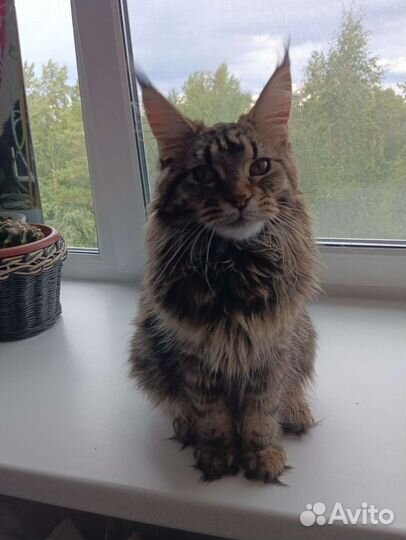 Мейн-кун