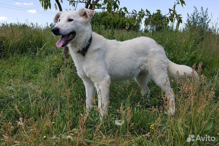 Собака в добрые руки