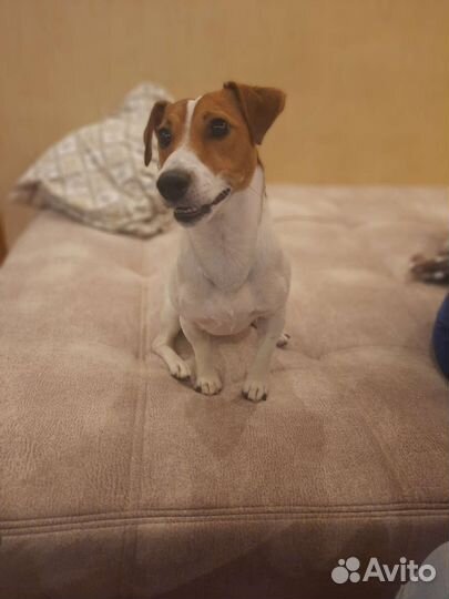 Вязка кобель джек рассел