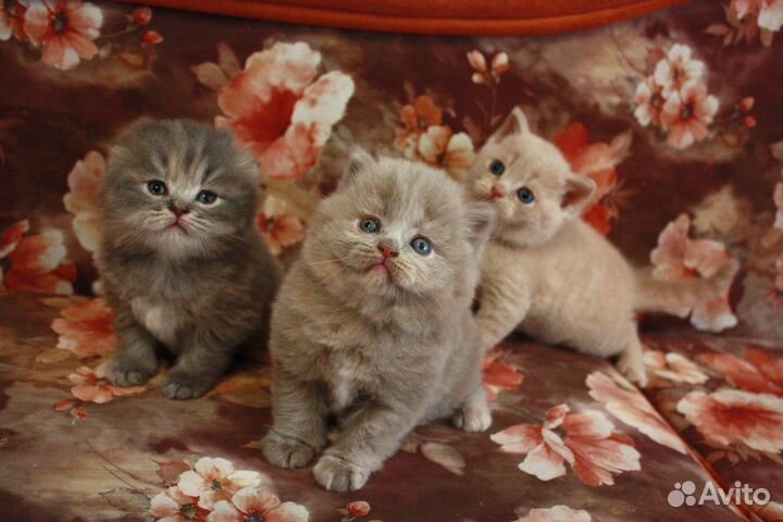 Шотландские котята для резерва