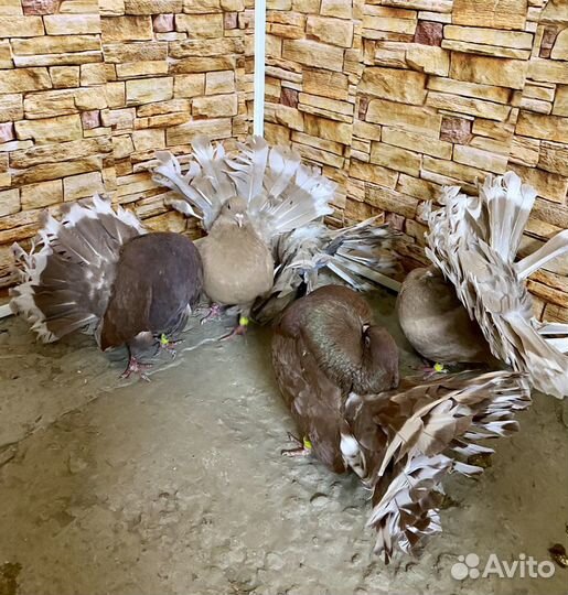 Статные голуби