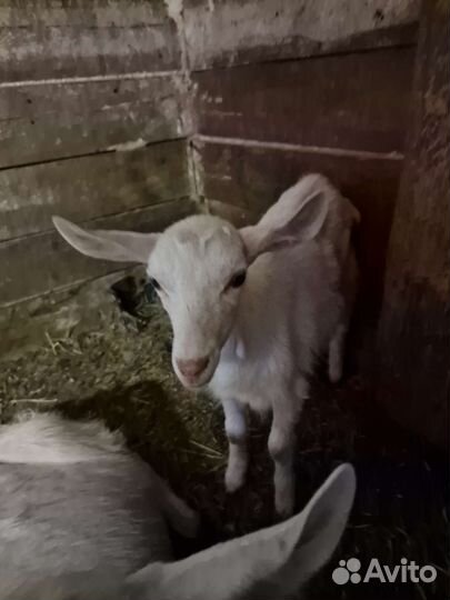 Зааненская коза