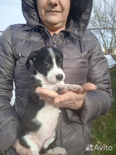 Карликовая такса щенки