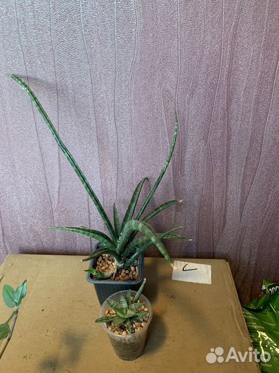 Сансиеверия