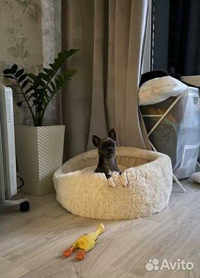 Щенок чихуахуа девочка