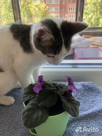 Котенок в добрые руки