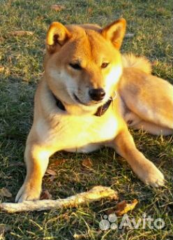 Лакомство для собак сушеное говяж. легкое и печень