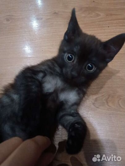 Котёнок