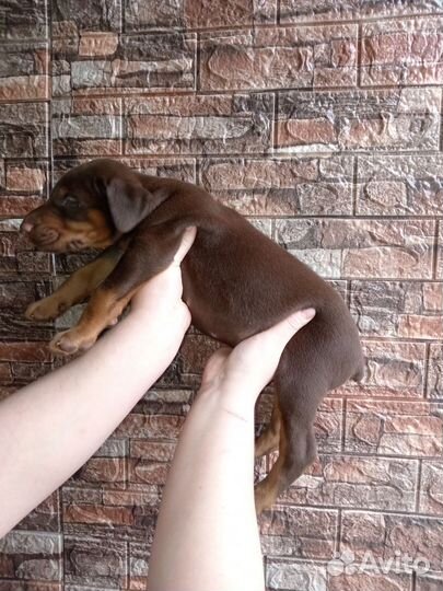 Доберман щенки