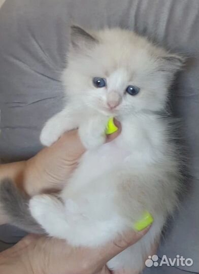 Котёнок рэгдолл