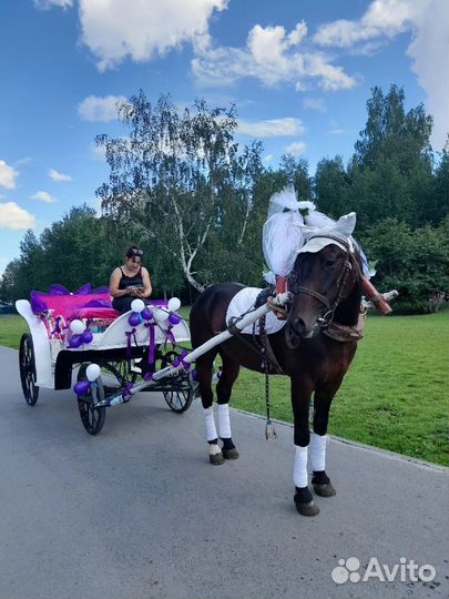 Прокат лошадей на ваш праздник