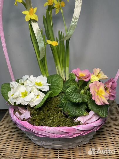 Цветы на 8 марта нарциссы с примулой