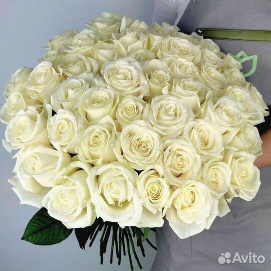 Розы гиганты 140 150 160 170 180 200