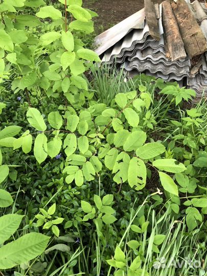 Маньчжурский орех (саженцы)