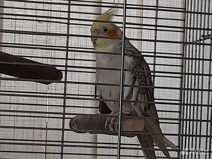 Попугай корелла ручной с клеткой