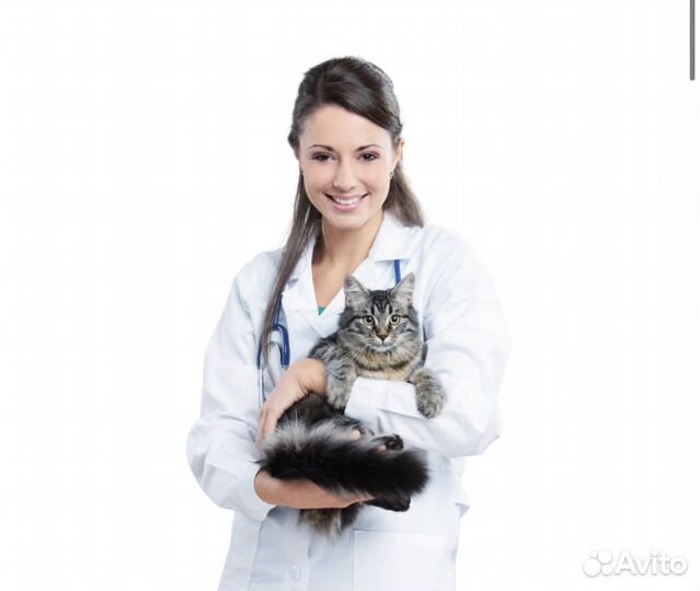 Консультация ветеринара онлайн 24/7